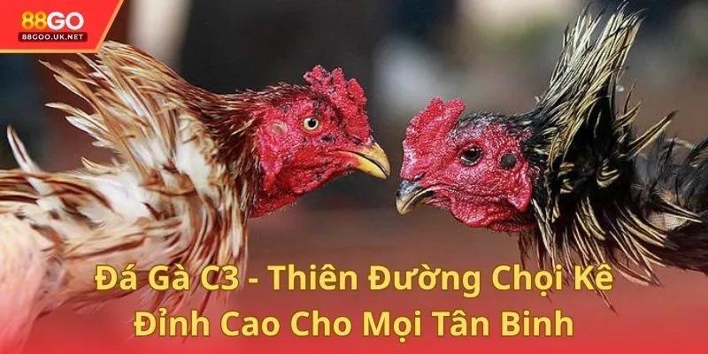 Đá Gà C3 - Thiên Đường Chọi Kê Đỉnh Cao Cho Mọi Tân Binh